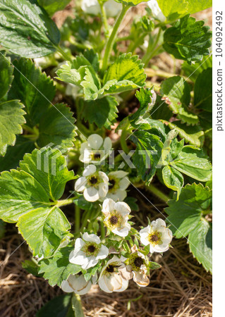 Strawberry black eye. Flowers damaged by frost in Spring garden. Black center in strawberry plant blossoms. 104092492