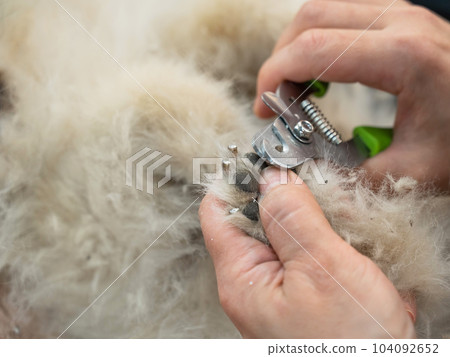 Woman groomer trims the claws on the paws of a spitz dog. Woman groomer trims the claws on the paws of a spitz dog. 104092652