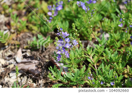 綠葉和藍紫色花瓣的花圃景觀 Veronica prostrata 花 綠葉和藍紫色花瓣的花圃景觀 Veronica prostrata 花 104092660