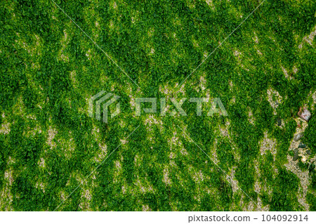 Seaweed close up texture. Top view of sand beach and algae at low tide. 104092914
