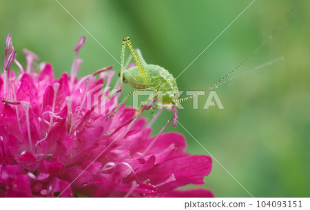 Speckled bush-cricket nympha, Leptophyes punctatissima climbing on purple blooming Macedonian scabious plant. 104093151