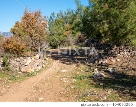 Dirt path leading through a pine forest to the ruins of the ancient city of Siedra, Turkey 104093290