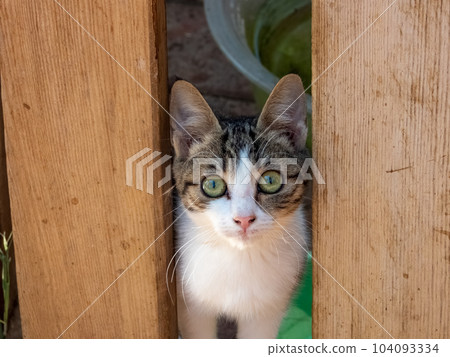 Young curious cat peeking out from behind a wooden fence 104093334