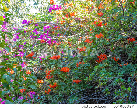 A bush in blooming garden, flourishing with radiant clusters of orange and purple flowers spread. A bush in blooming garden, flourishing with radiant clusters of orange and purple flowers spread. 104093387