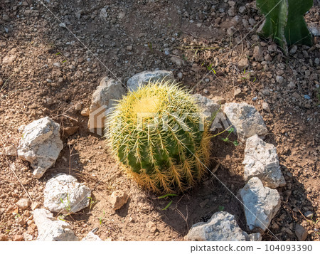 Close-up view of bright yellow-green cactus growing on rocky soil. 104093390