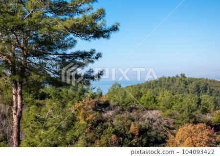 A scenic view of pine trees spread across green hills, with the Mediterranean sea visible in the distance 104093422