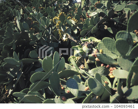 Greece Mykonos island Cactus growth - Stock Photo [104093461] - PIXTA