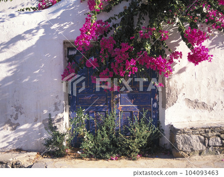 Mykonos Bougainvillea blooming on the white walls of the ruins and the blue gate Mykonos Bougainvillea blooming on the white walls of the ruins and the blue gate 104093463