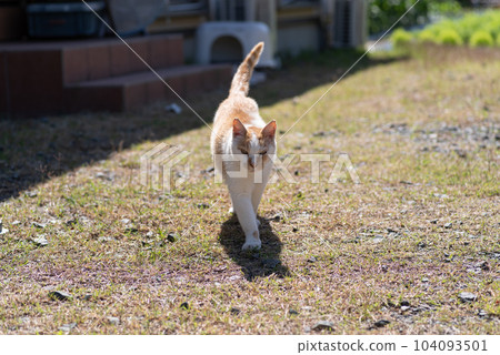 Walking cat brown-white cat Walking cat brown-white cat 104093501
