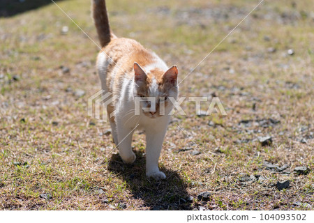 Walking cat brown-white cat Walking cat brown-white cat 104093502