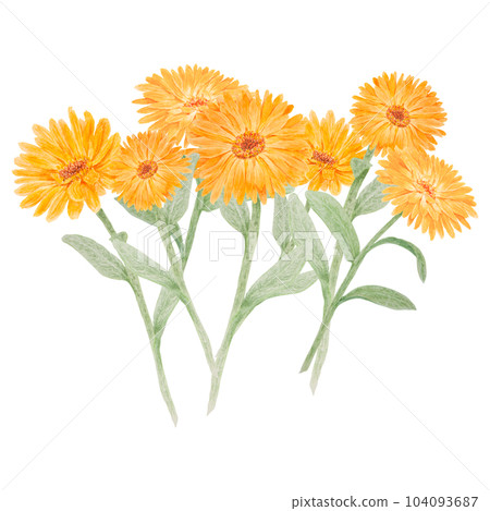 Boquet of orange calendula officinalis watercolor hand drawn illustrations. Botanical elements for labels, eco goods, textiles, natural herbal medicine, healthy tea, cosmetics and homeopatic remedies. Boquet of orange calendula officinalis watercolor hand drawn illustrations. Botanical elements for labels, eco goods, textiles, natural herbal medicine, healthy tea, cosmetics and homeopatic remedies. 104093687