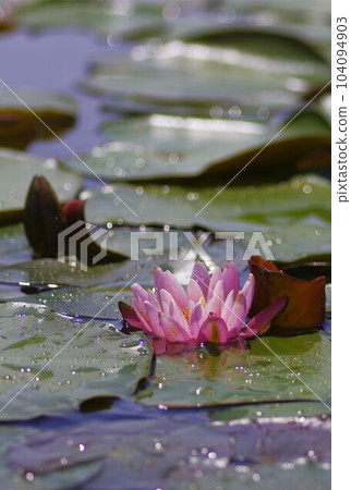 A pink water lily with beautiful petals emerging from the glittering surface of the water A pink water lily with beautiful petals emerging from the glittering surface of the water 104094903