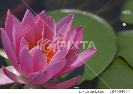 Pink water lilies with beautiful petals coming out of the water surface 104094904
