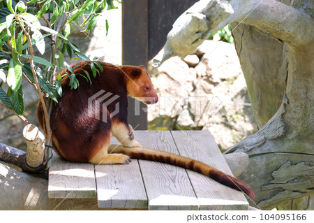 Sedge ki Novoli kangaroo Sedge ki Novoli kangaroo 104095166