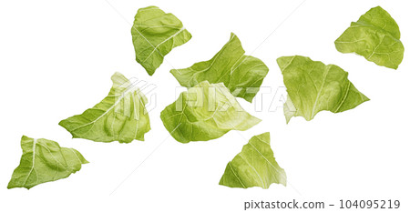 Chopped Iceberg lettuce leaves isolated on white background 104095219