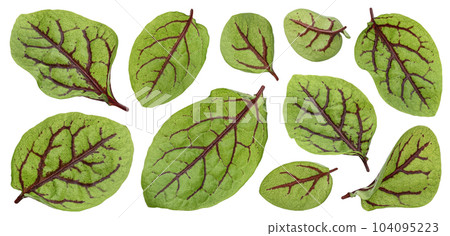 Fresh green chard leaves or mangold salad leaves isolated on white background 104095223