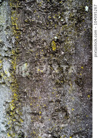 Birch bark 104095267