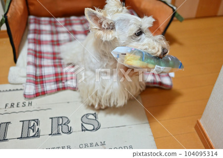 A cute dog happily holding sweet bread Scottish terrier Scotch terrier 104095314