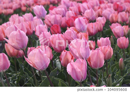 Pink tulip field 104095608