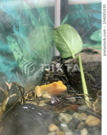 金蛙 金蛙 104095830