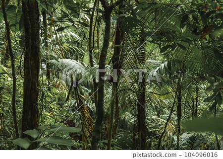Beautiful green tree trunks growing in the jungle of dense tropical rainforest of Costa Rica 104096016