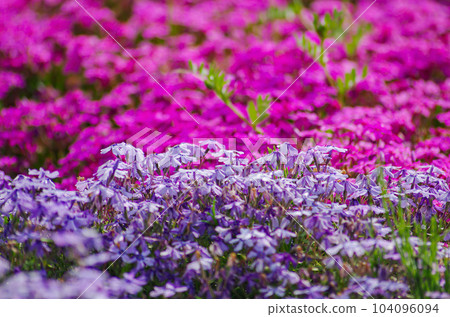 Shibazakura Park, Ichikai Town, Tochigi Prefecture 104096094