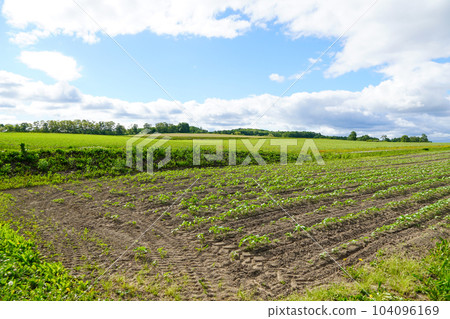 Hokuryu Himawari no Sato in early summer (sunflowers have not yet bloomed) 104096169
