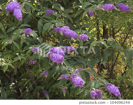 Buddleia in full bloom 104096249