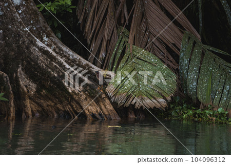Little green heron hunts sitting on tree trunk by river at tortuguero national park, Costa Rica 104096312
