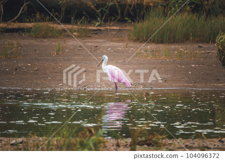 View of beautiful pink and white Roseate Spoonbill perching in lake at forest at Costa Rica, animal and nature travel concept 104096372