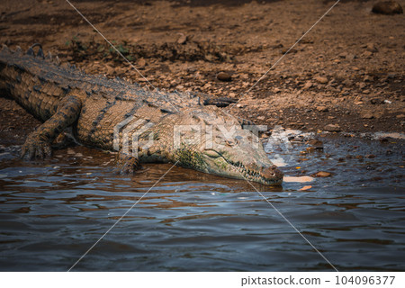 Corcovado National Park, Costa Rica - March, 2023: Landscapes and wildlife in Costa Rica. A closeup photo on a crocodile. 104096377