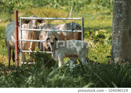 Brahman cows and calf standing on grassy landscape at farm in Costa Rica, animal and nature concept 104096529