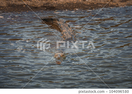 Corcovado National Park, Costa Rica - March, 2023: Landscapes and wildlife in Costa Rica. A closeup photo on a crocodile. Corcovado National Park, Costa Rica - March, 2023: Landscapes and wildlife in Costa Rica. A closeup photo on a crocodile. 104096580