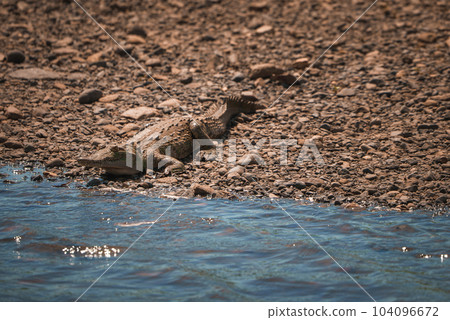 Corcovado National Park, Costa Rica - March, 2023: Landscapes and wildlife in Costa Rica. A closeup photo on a crocodile. Corcovado National Park, Costa Rica - March, 2023: Landscapes and wildlife in Costa Rica. A closeup photo on a crocodile. 104096672