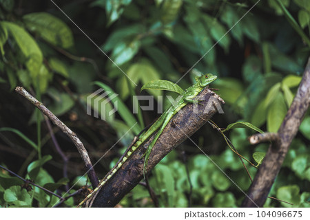 Female green plumed basilisk lizard on tree branch with one crest on its head in tropical rainforest of Tortuguero National Park in Costa Rica 104096675