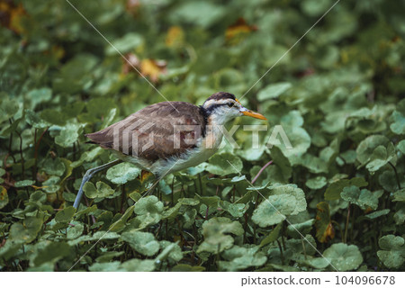 Wattled jacana foraging in green vegetation at Tortuguero National Park in Costa Rica 104096678