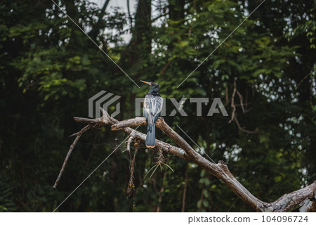 Anhinga or snakebird perching on bare tree branch at tortuguero national park, Costa Rica 104096724