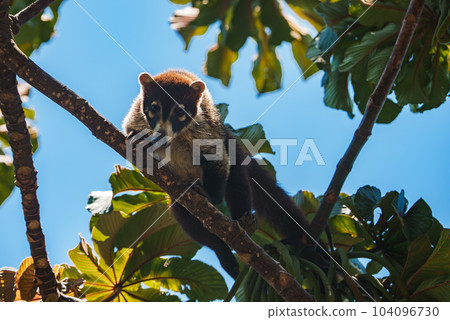 White-nosed Coati, Nasua narica, green grass habitat National Park Manuel Antonio, Costa Rica. Animal in the forest. Mammal in the nature .Animal from tropical Costa Rica. Very long tail. White-nosed Coati, Nasua narica, green grass habitat National Park Manuel Antonio, Costa Rica. Animal in the forest. Mammal in the nature .Animal from tropical Costa Rica. Very long tail. 104096730