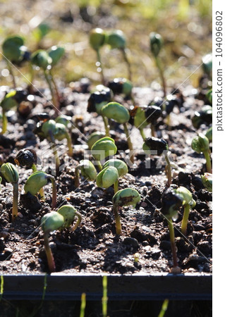 About 2 days after germination of Tamba black beans, enlarged, mid-June About 2 days after germination of Tamba black beans, enlarged, mid-June 104096802