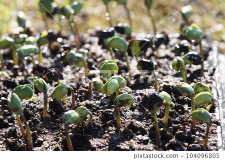 丹波黑豆發芽後2天左右,放大,6月中旬 丹波黑豆發芽後2天左右,放大,6月中旬 104096805