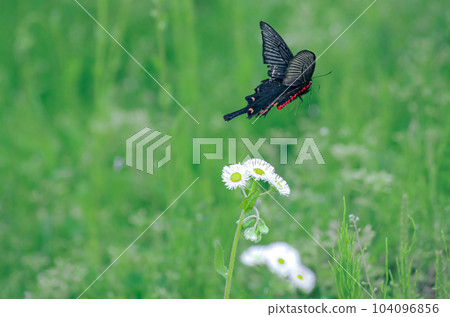 Musk swallowtail playing with flowers Musk swallowtail playing with flowers 104096856