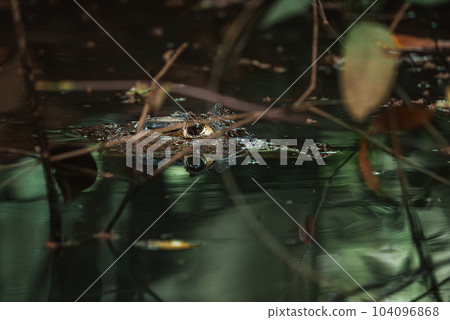 Caiman at Sarapiqui river close up view, Costa Rica wildlife. 104096868