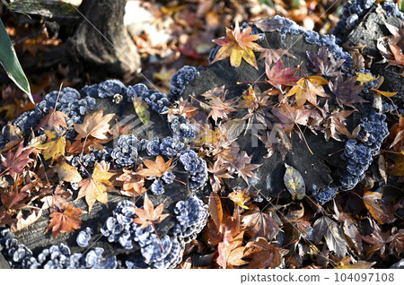 Leaves of autumn leaves 104097108