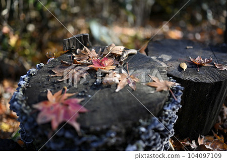 Leaves of autumn leaves 104097109