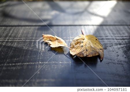 The fallen leaves of sunbeams through the sun 104097181