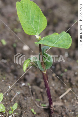 Tamba black soybean field direct sowing Approximately 5 days after germination Futaba mid-June 104097284
