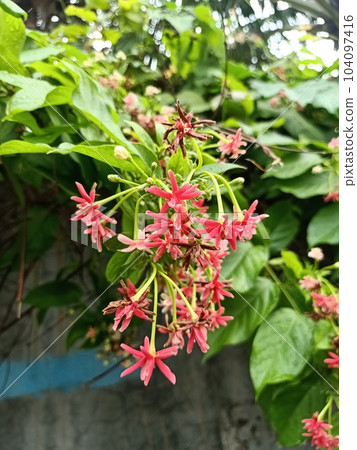 Close up of rangoon creeper plant Close up of rangoon creeper plant 104097416