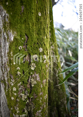 苔蘚木 104097565