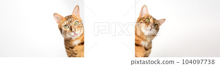 Two cats peek out from behind a white wall. Two cats peek out from behind a white wall. 104097738