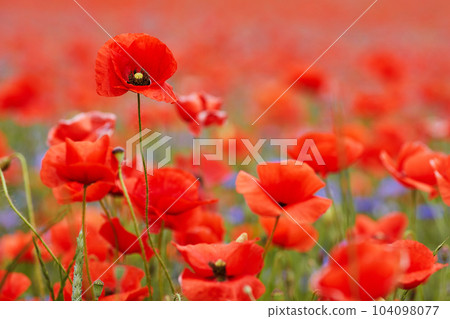 Red poppies in a poppies field. Remembrance or armistice day. Red poppies in a poppies field. Remembrance or armistice day. 104098077